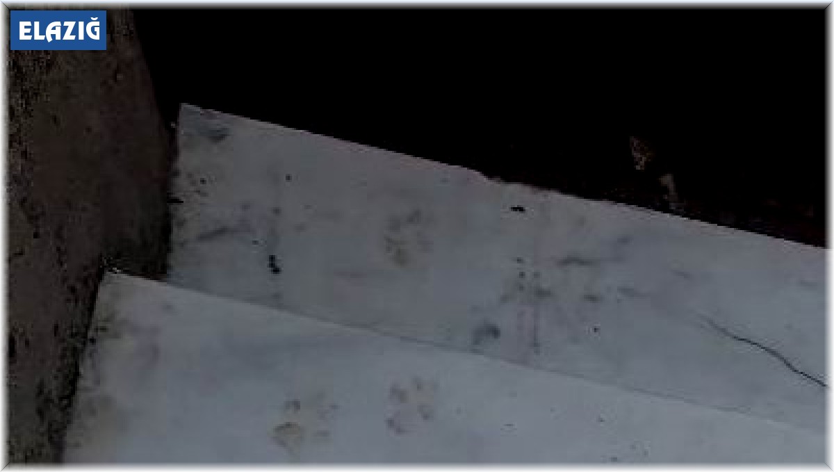 'Kedinin fareyle oynadığı gibi oynamak' deyimi gerçek oldu