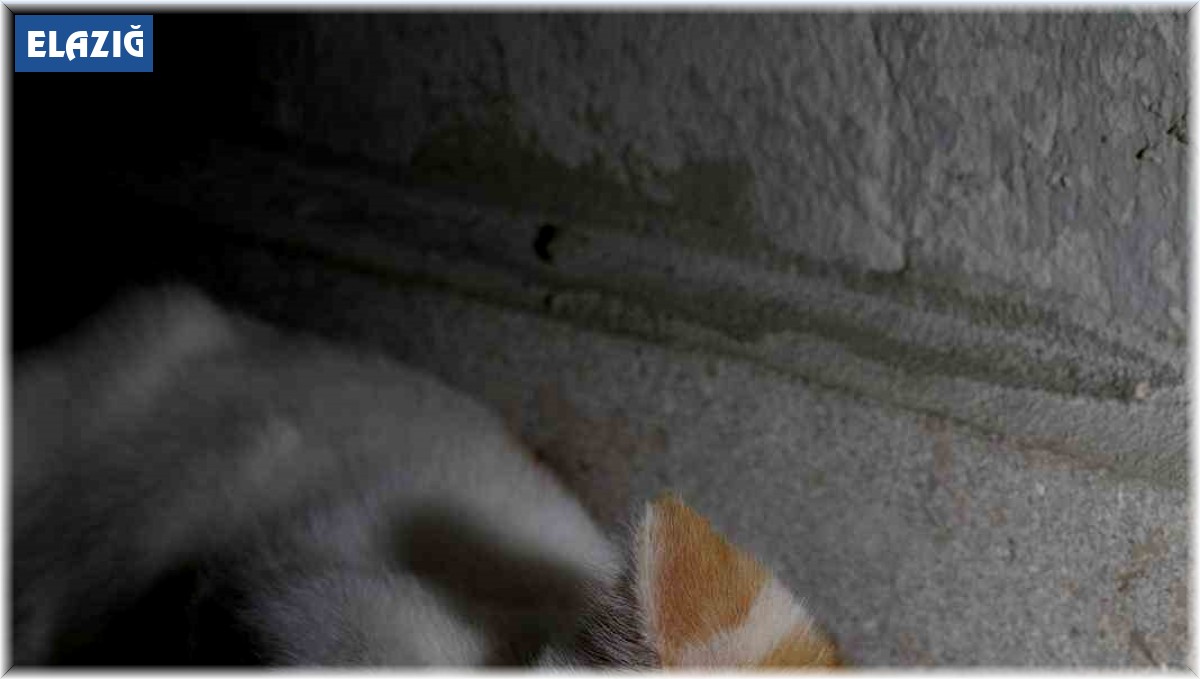 Kedinin fareyle oynaması gülümsetti