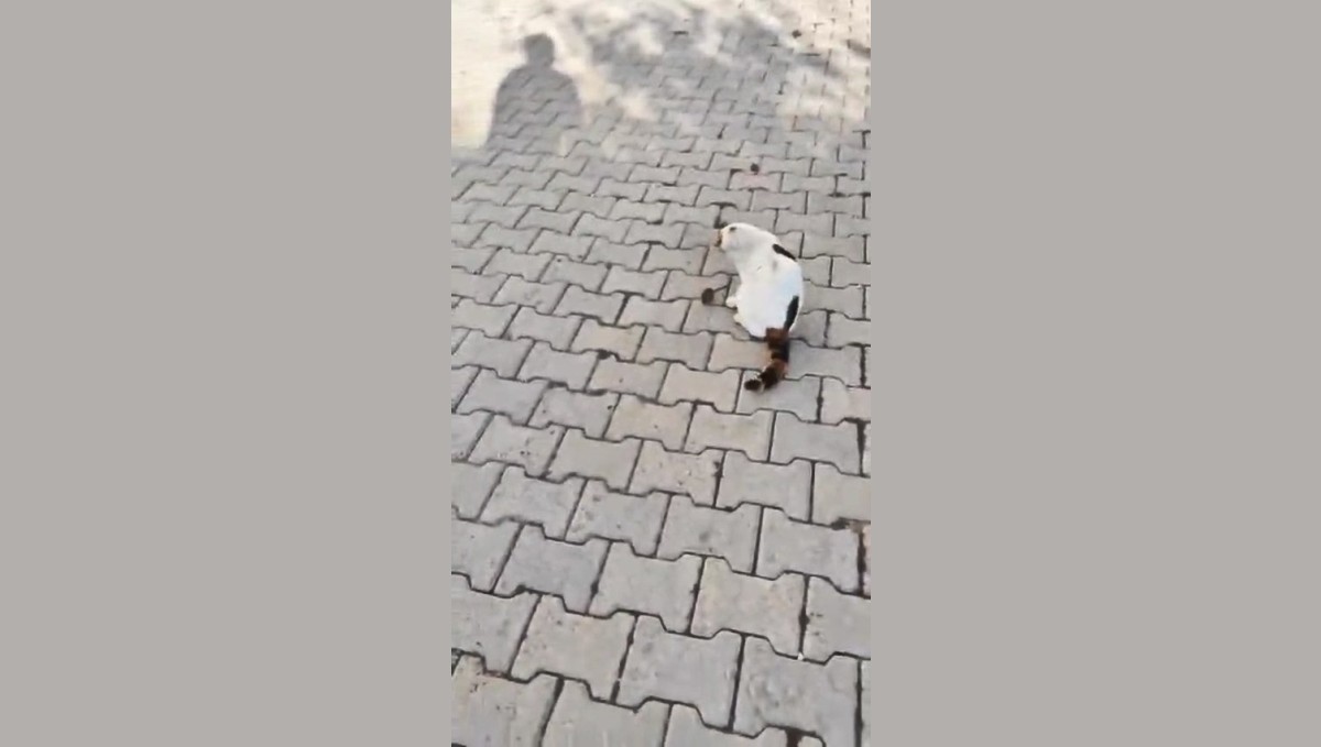 Kedinin fareyle oyunu kamerada