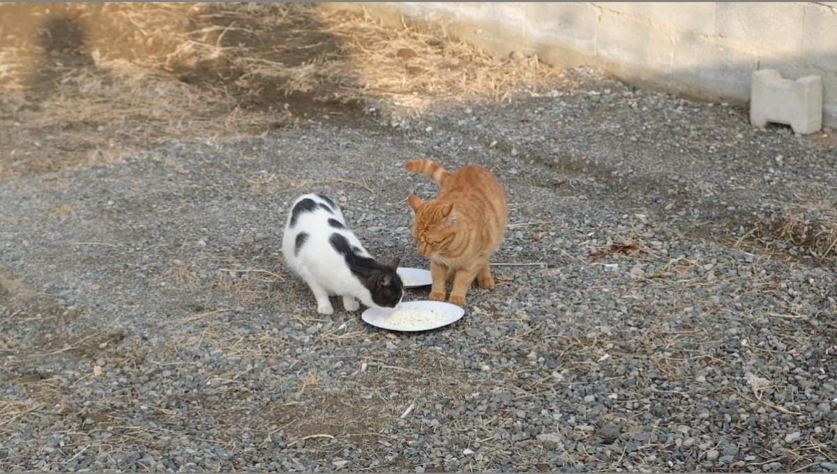 Kediyle orijinal ve sahte peynir testi