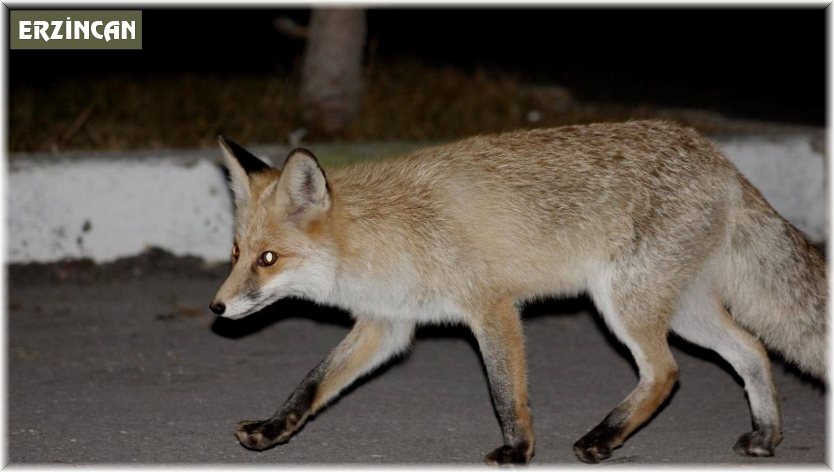 Kediyle tilkinin yemek mücadelesi yüzlerde tebessüm oluşturdu