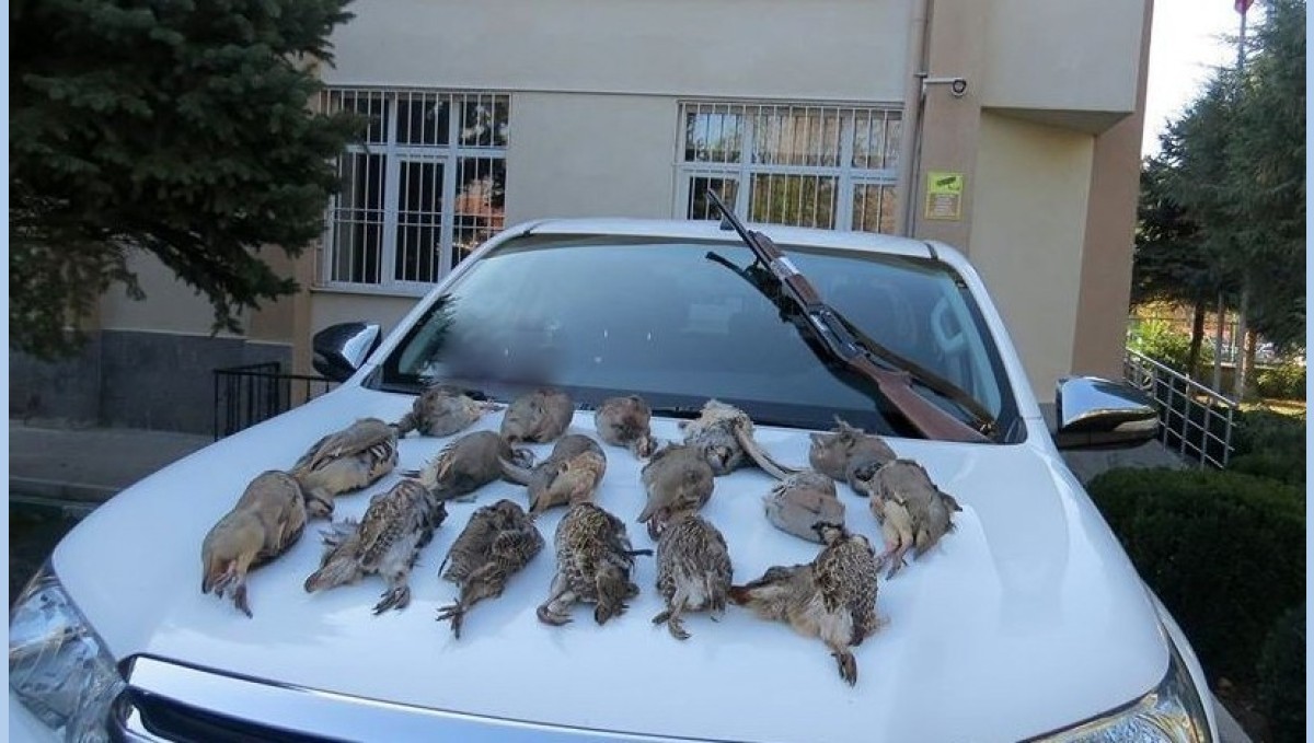 Keklik kalmadı keneler çoğaldı