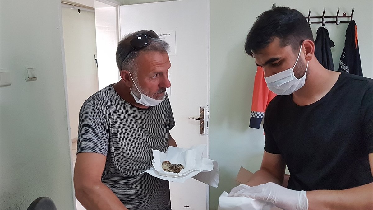 Keklik yavrularını Doğa Koruma ve Milli Parklar Şube Müdürlüğüne teslim etti