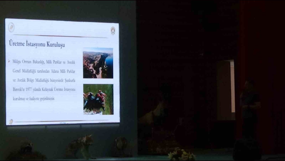 Kelaynak kuşlarının üretimi masaya yatırıldı