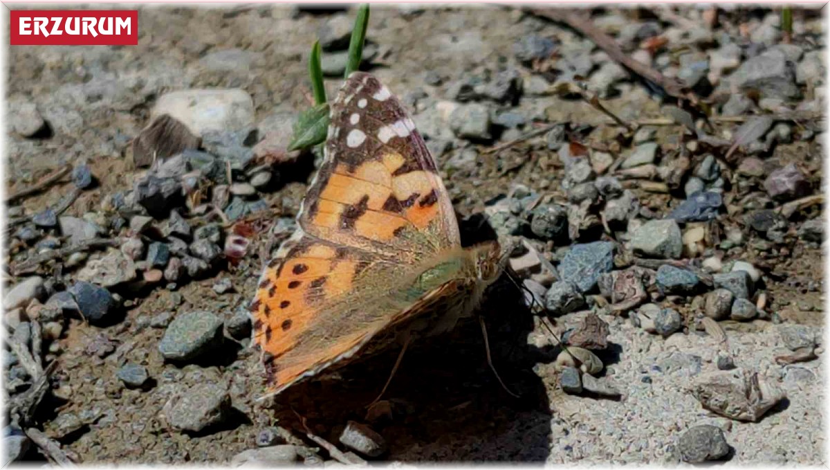 Kelebek göçü Erzurum'un Uzundere ilçesinde görüntülendi