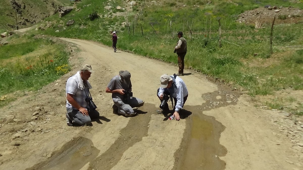 Kelebek gözlemcileri, 'Rose' ve 'Şehzade' için kilometrelerce yol kat edip Van'a geliyor