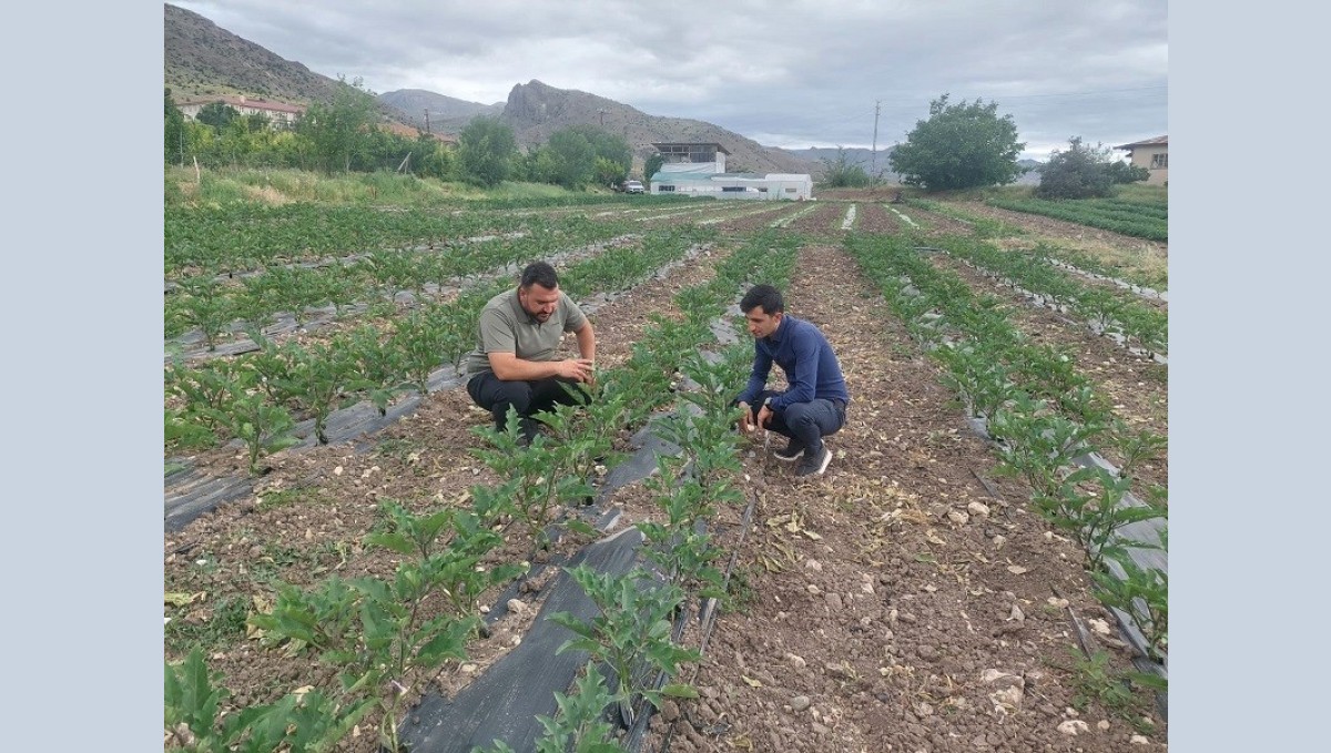 Kemah'ta modern yöntemlerle sebzecilik yapılıyor