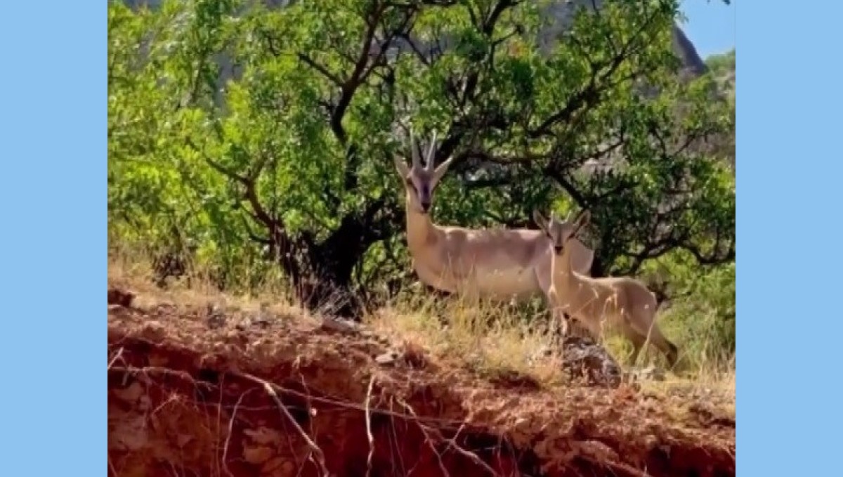 Kemaliye'de anne ve yavru dağ keçisi görüntülendi