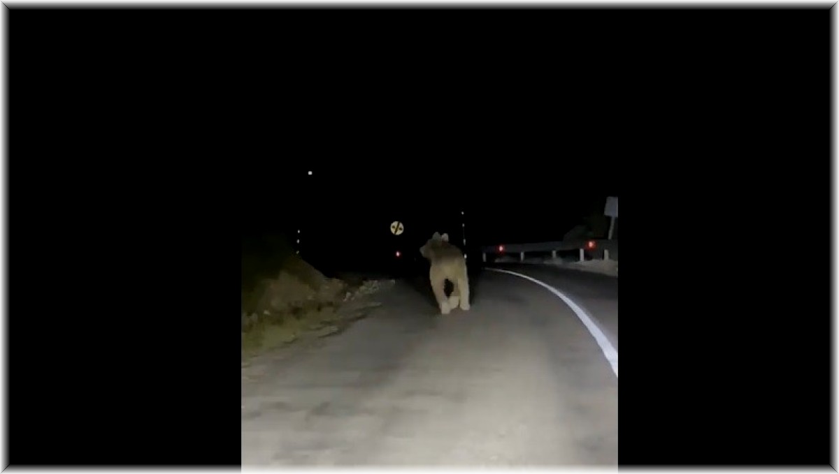 Kemaliye'de boz ayı yola indi