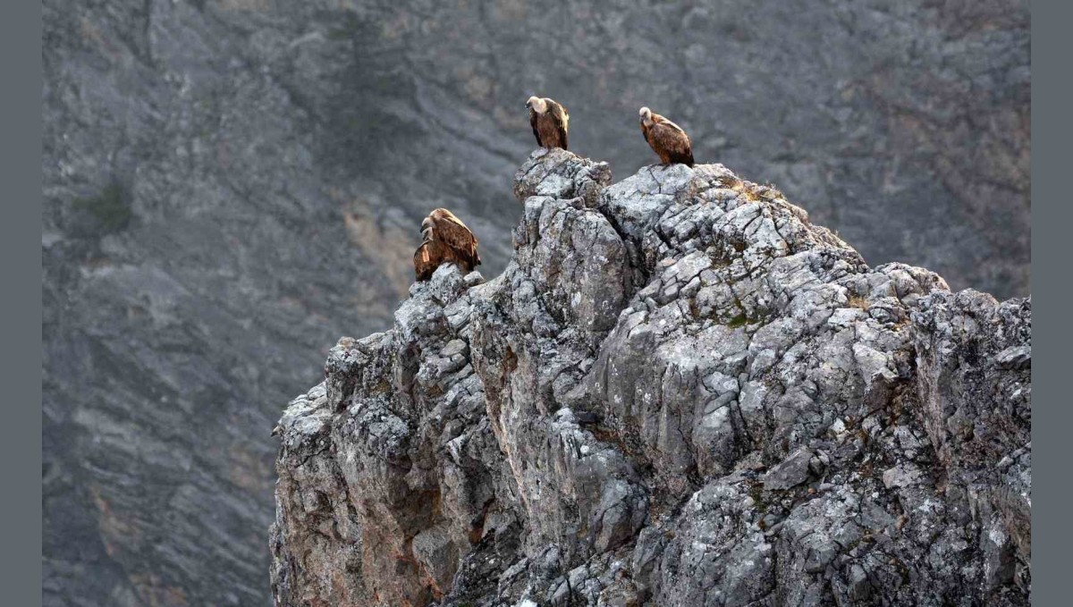 Kemaliye'de göçmen akbabalar görüntülendi