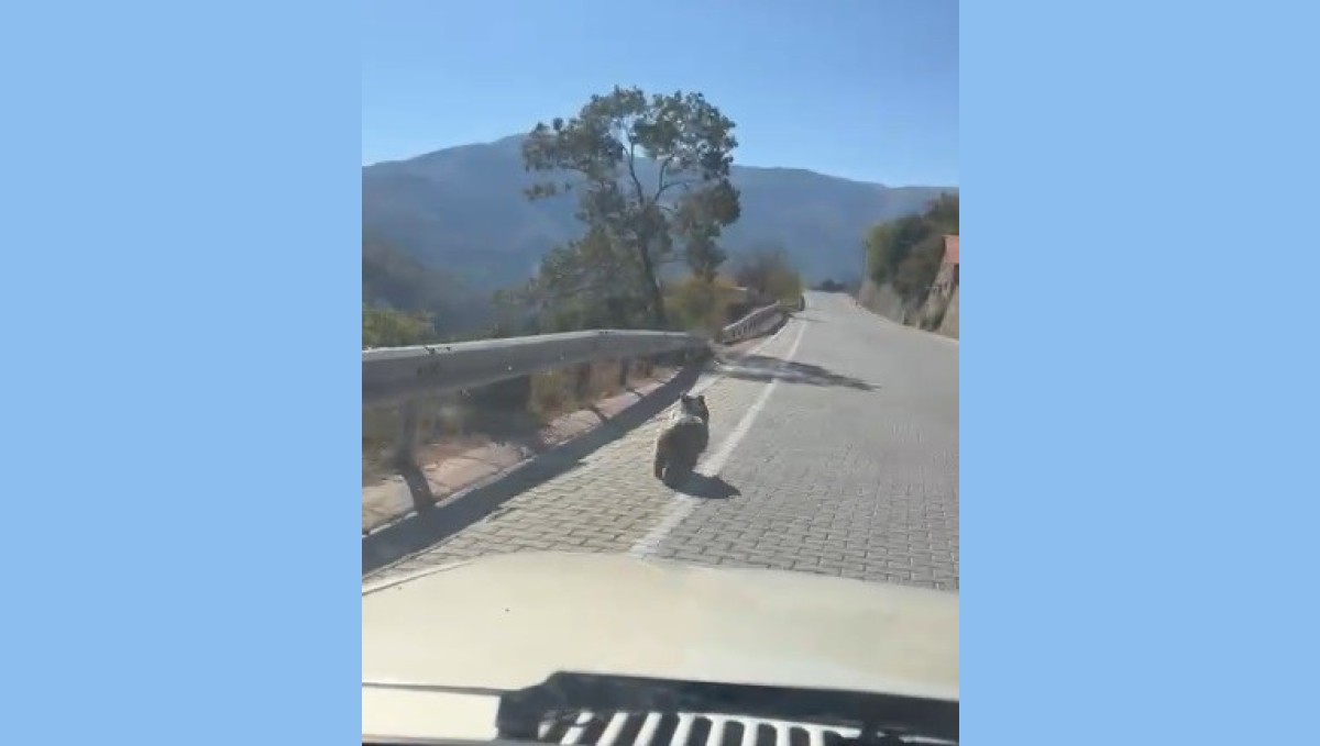 Kemaliye'de üniversite yolunda yavru ayı görüldü