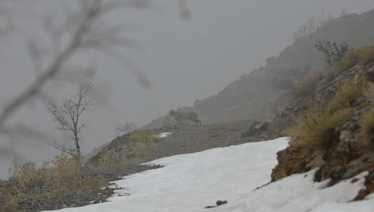 Kemaliye'de vaşak ve kızıl akbaba doğal yaşam alanlarında görüntülendi