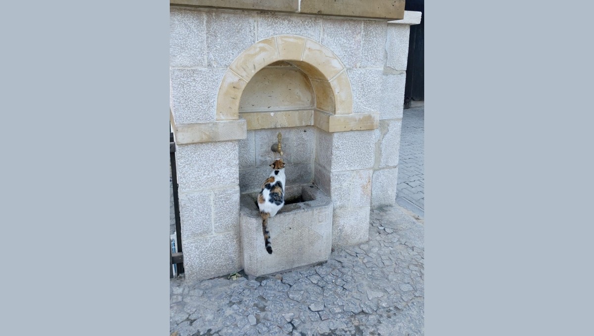 Kemaliye'nin sevimli kedisi 'Tekir' çeşme başı müdavimi oldu