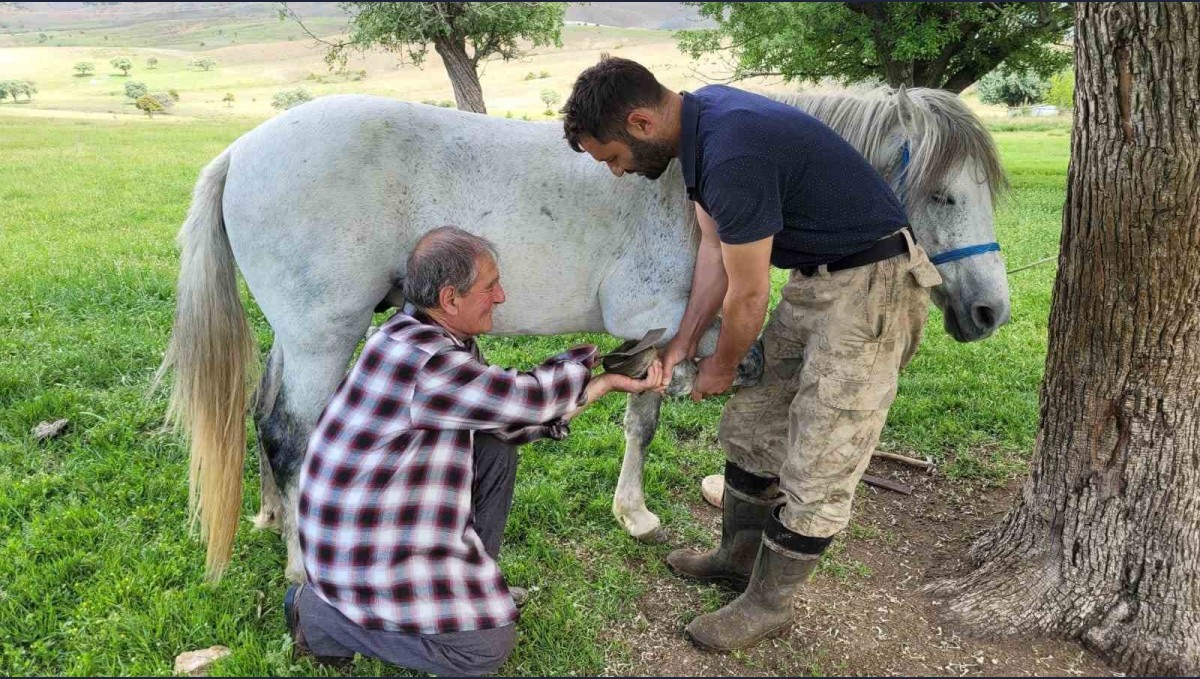 Kemaliye'nin son nalbant ustası yarım asırdır mesleğini sürdürüyor
