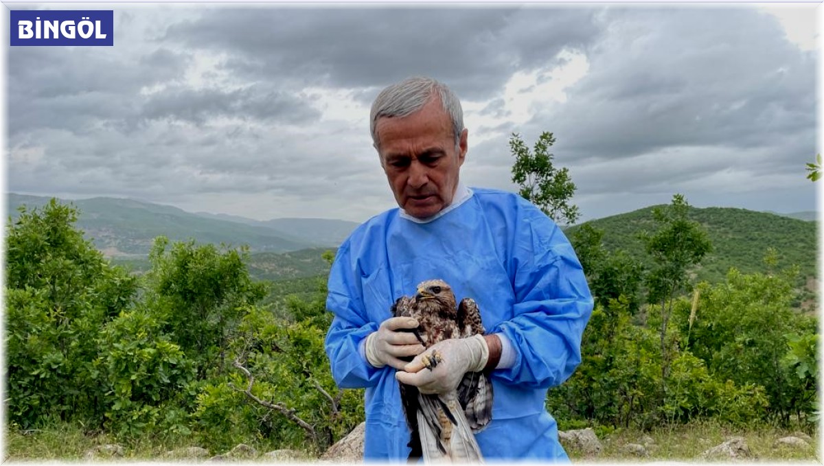 Kemik nakliyle sağlığına kavuşan şahin, tedavisinin ardından doğaya salındı