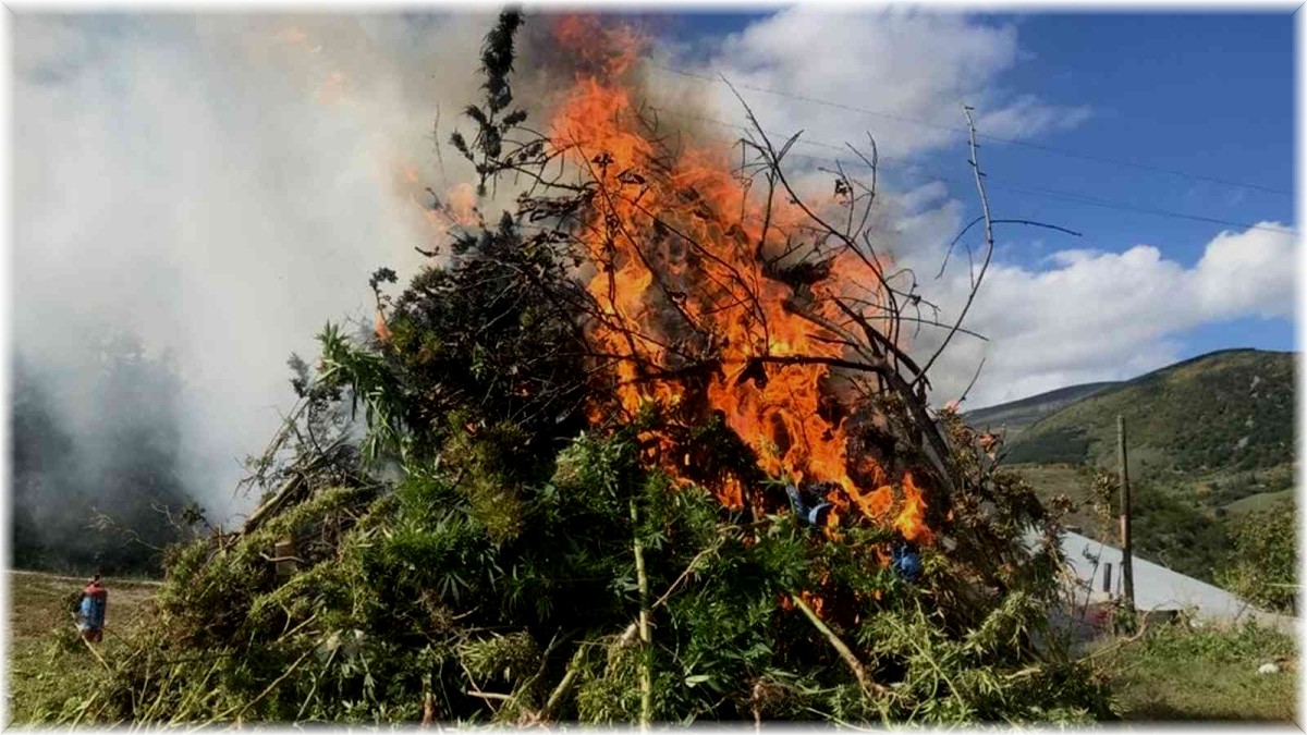 Kendiliğinden yetişen 11 bin 812 kök kenevir imha edildi