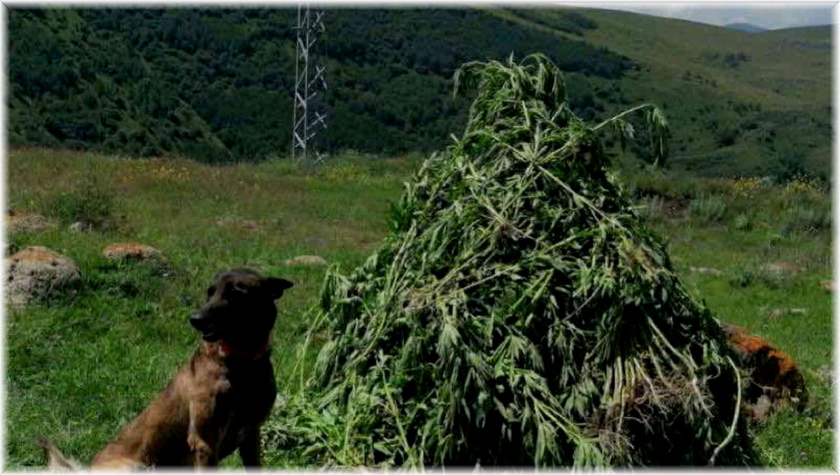 Kendiliğinden yetişen 3 bin 735 kök kenevir imha edildi