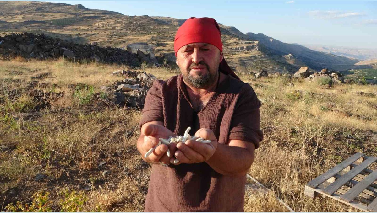 Kendiliğinden yetişiyor, kilosu 10 bin TL'ye satılıyor