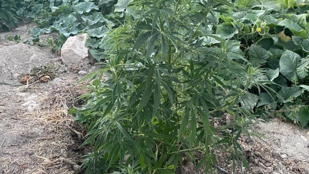 Kenevir tarlasını sularken suçüstü yakalandı