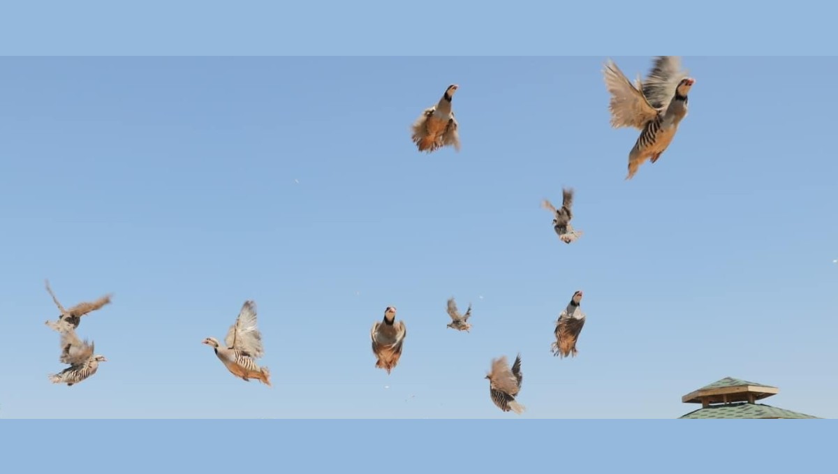 Keneye karşı doğaya keklik salma faaliyetleri devam ediyor