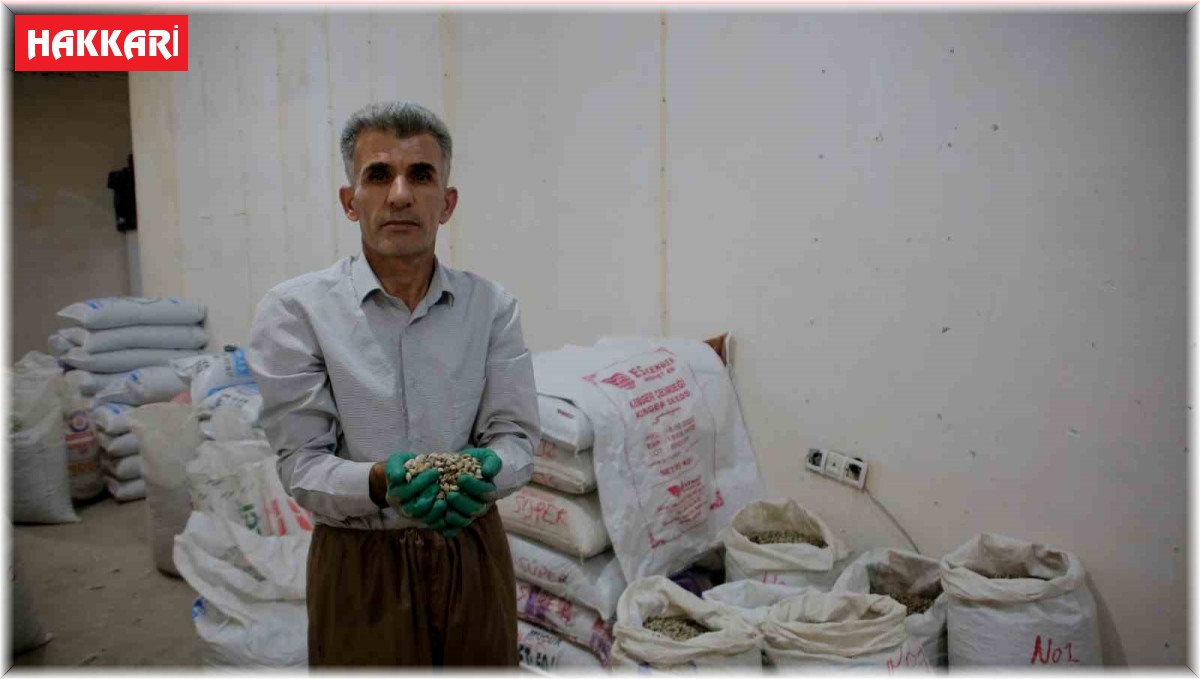 Kenger bitkisinden kentin ekonomisine 2 milyon dolar katkı