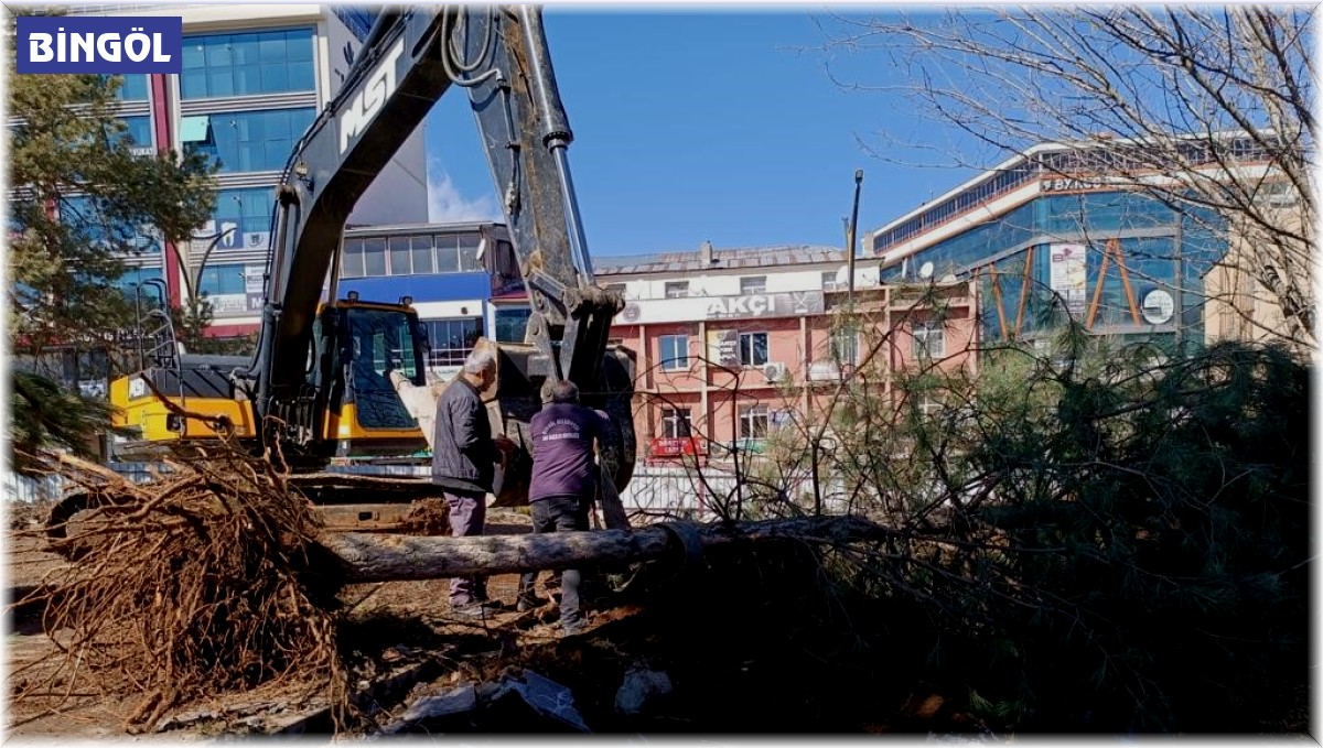 Kent Meydanındaki yarım asırlık çınarlar naklediliyor