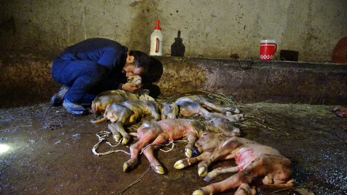 Kesilen inekten, 5 buzağı çıktı