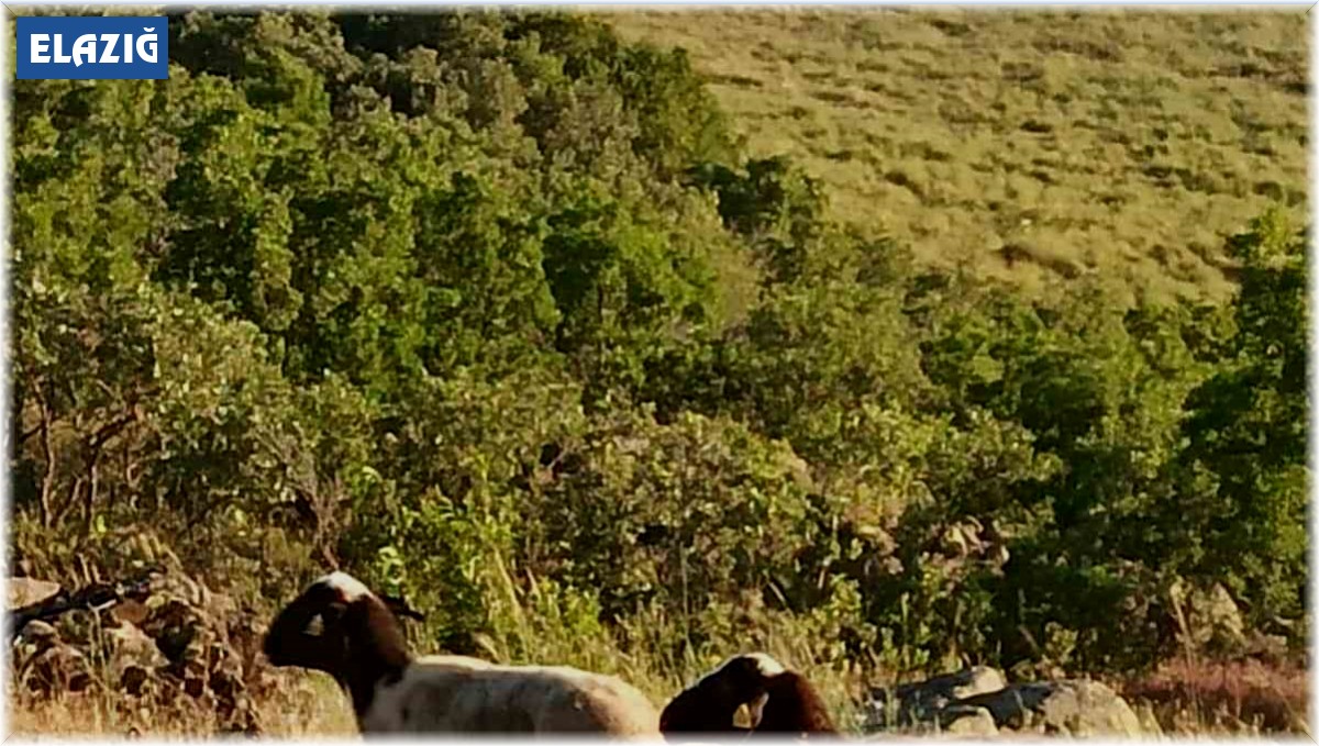 Kesime giderken kaçan kurbanlık koyunları jandarma buldu