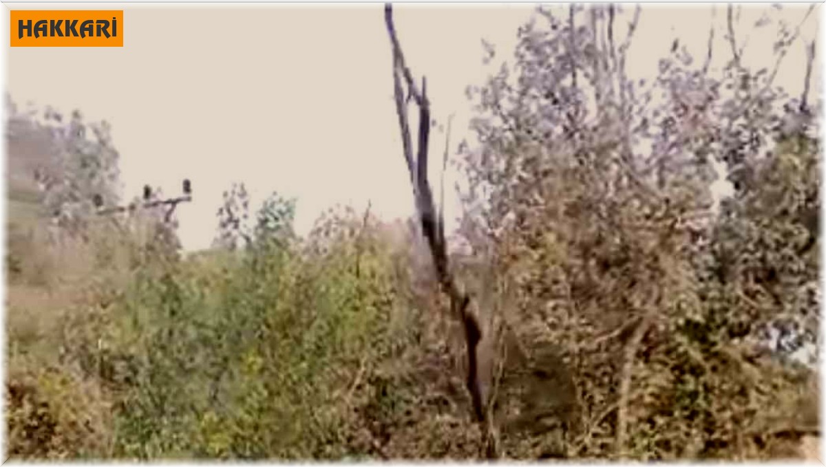 Kestikleri ağaç az daha sonları oluyordu