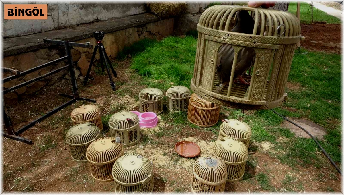 Kınalı keklikleri kafesle avlayanlar yakalandı, 39 bin lira ceza kesildi