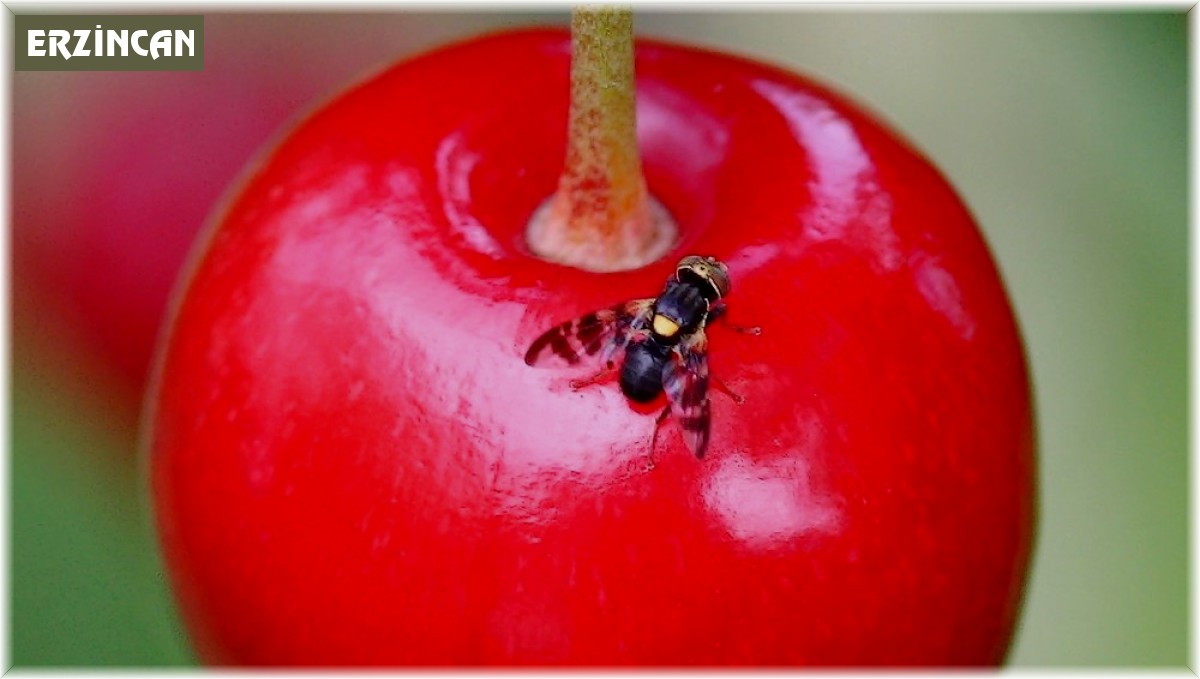 Kiraz ve vişneyi bu sinekten koruyun