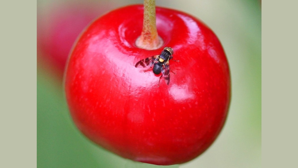 Kiraz ve vişneyi sinekten koruyun!