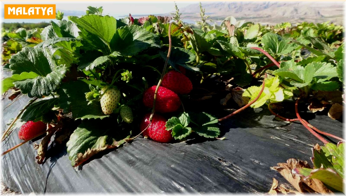 Kırmızı elmas 'çilek' sarı altın 'kayısıya' rakip oldu