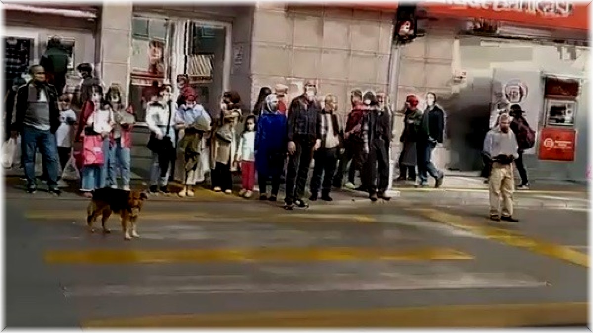Kırmızı ışıkta bekleyip yeşil ışıkta geçen köpek görenleri şaşırtıyor