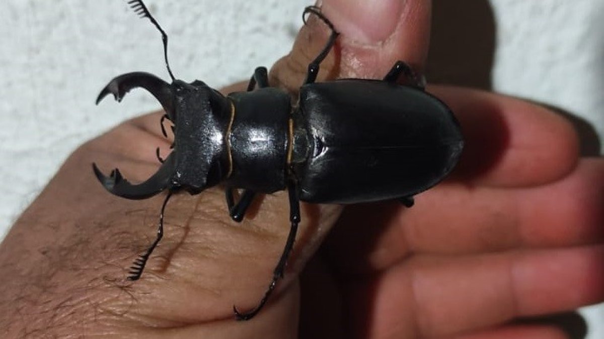 Kırmızı listede yer alan geyik böceği Elazığ'da görüntülendi