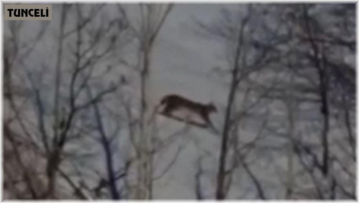 Kırmızı listede yer alan vaşak Tunceli'de görüntülendi