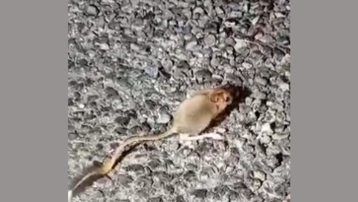 Kırmızı listede yer alıyor, Tunceli'de görüntülendi