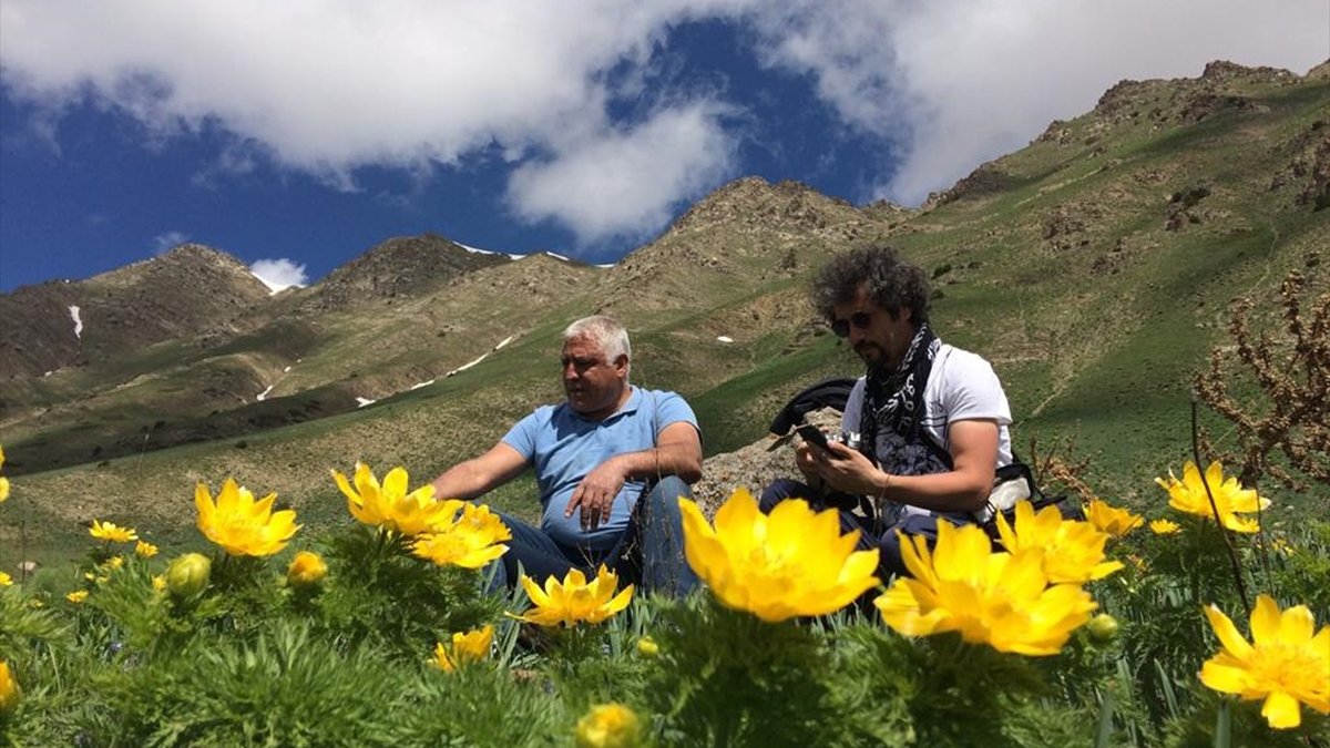 Kırmızı listedeki horoz gülünün asıl yaşam alanının Tunceli olduğu belirlendi