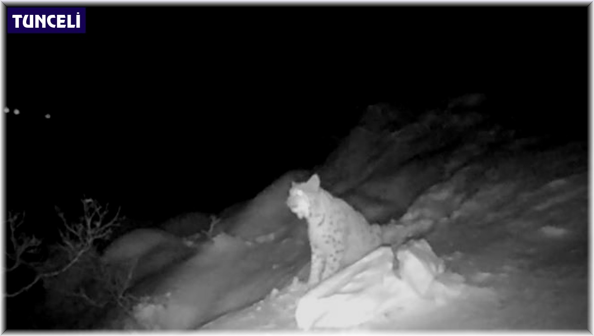 Kırmızı listedeki vaşağın eşine seslenmesi fotokapanda