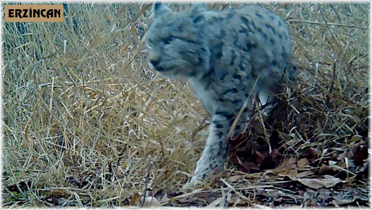 Kırmızı listedeki vaşak Erzincan'da görüntülendi