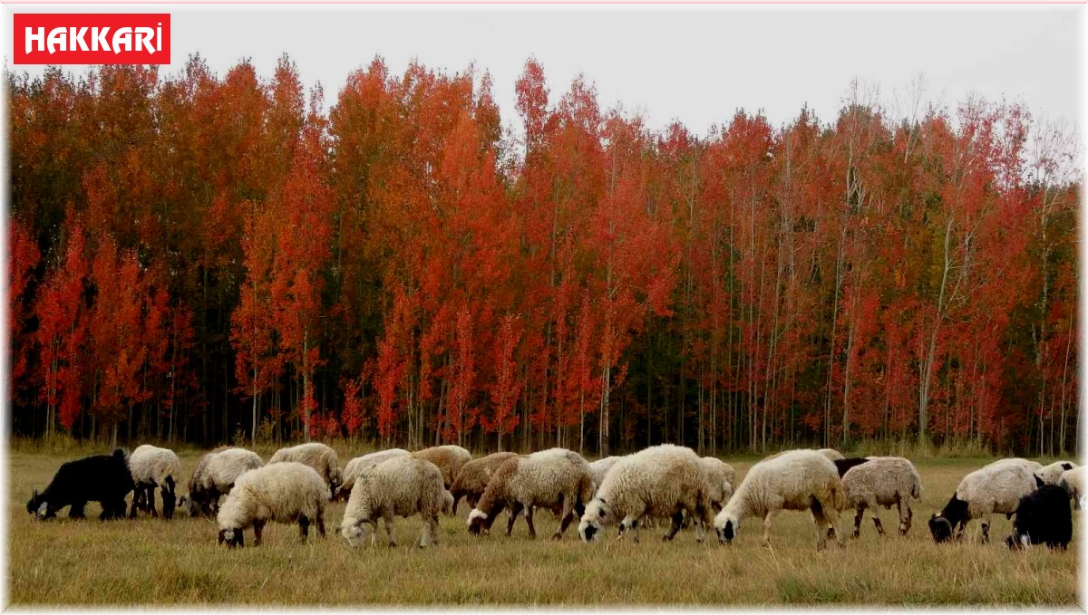 Kırmızıya bürünen ağaçların renk cümbüşü