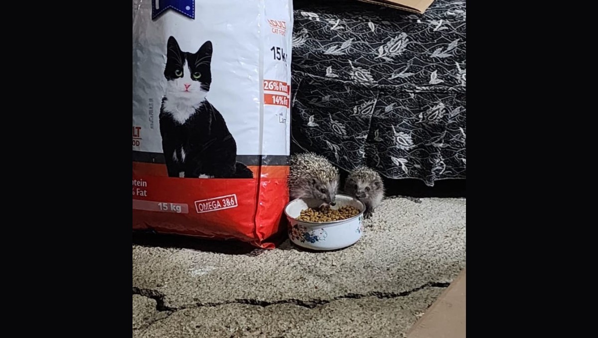Kirpi ailesi kedilere bırakılan mamaya ortak oldu