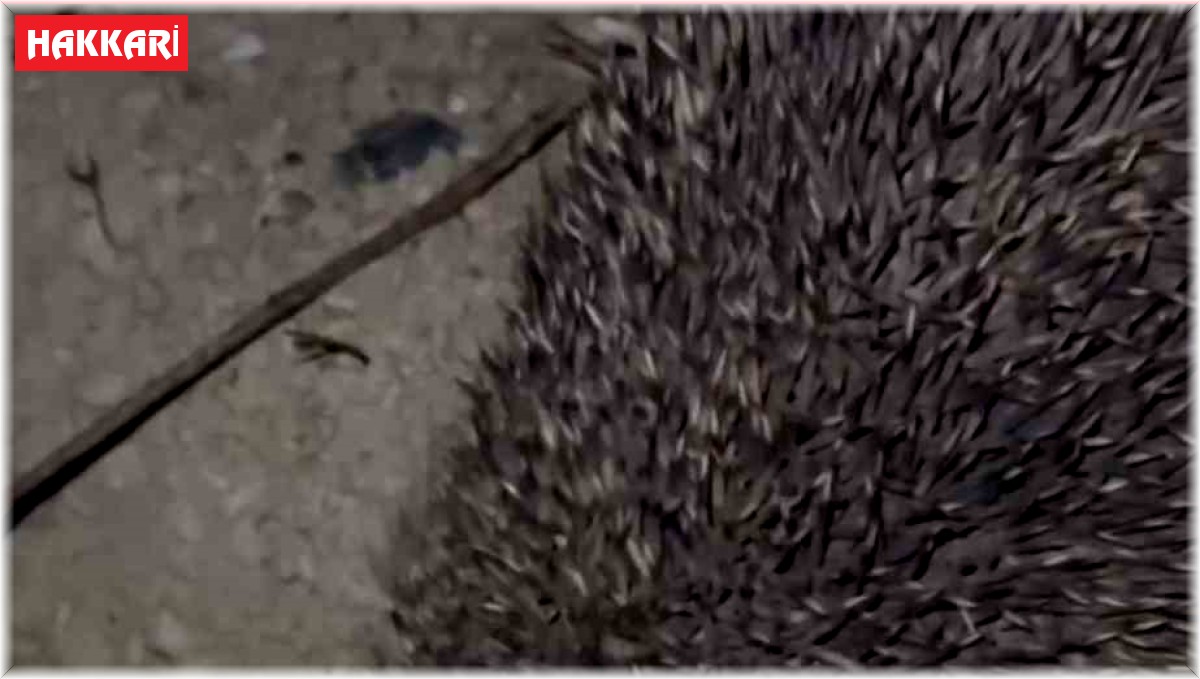 Kirpilerin ilginç anları kameraya yansıdı