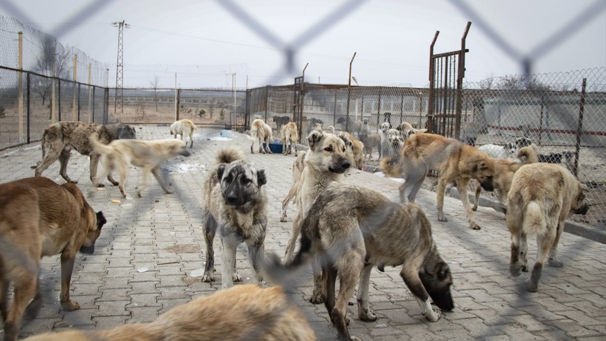 Kırsala terk edilen 24 köpeğe Iğdır Belediyesi sahip çıktı