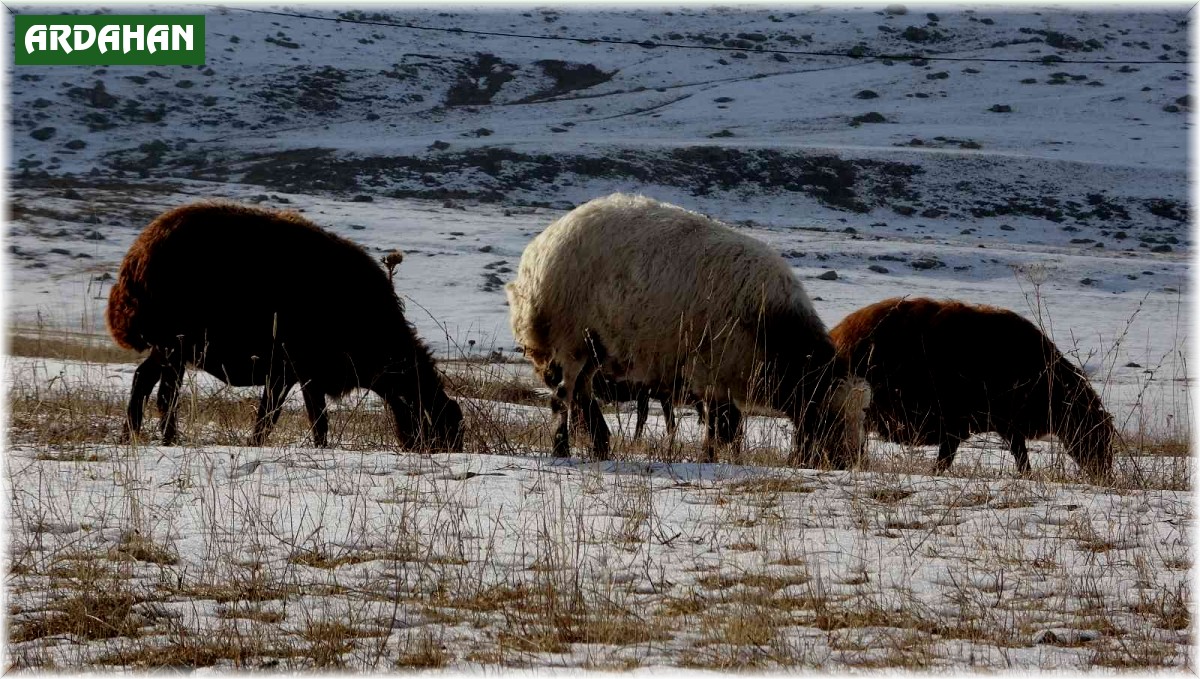 Kış ayında sıcak hava, hayvanlarını merada otlatan besicileri sevindirdi