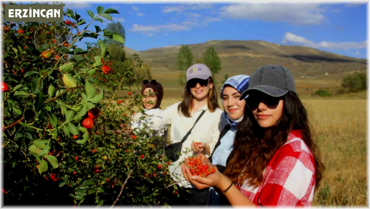 Kış aylarının vazgeçilmezi kuşburnu, zorlu arazilerde toplanmaya başlandı