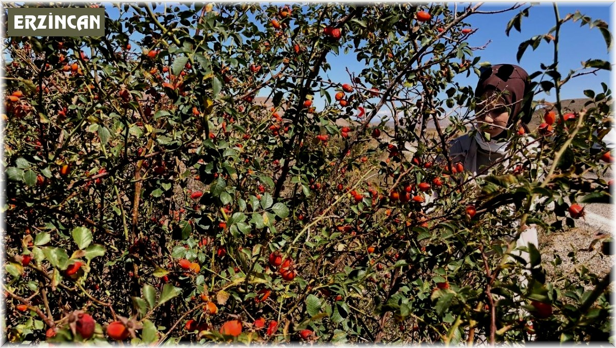 Kış aylarının vazgeçilmezi kuşburnu, zorlu arazilerde toplanmaya başlandı