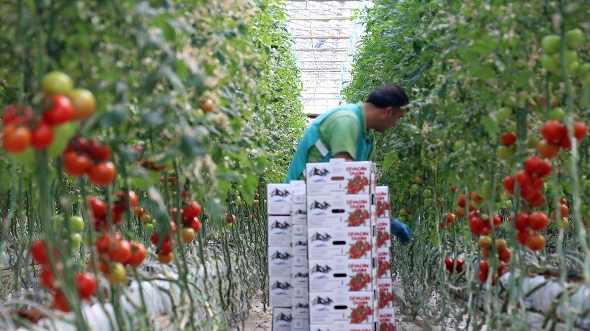 'Kış kenti'nde termal suyla ısıtılan serada yılda 1700 ton domates üretiliyor