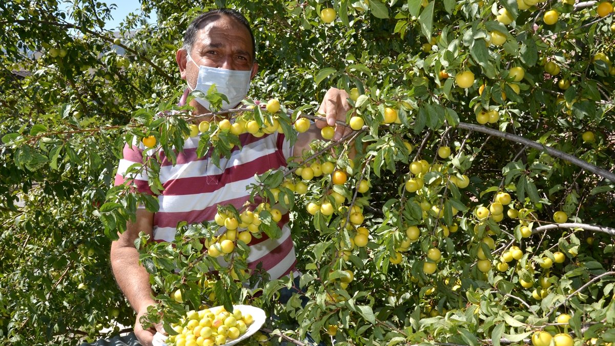 Kış memleketi Sarıkamış'ın bahçelerinde meyve bereketi