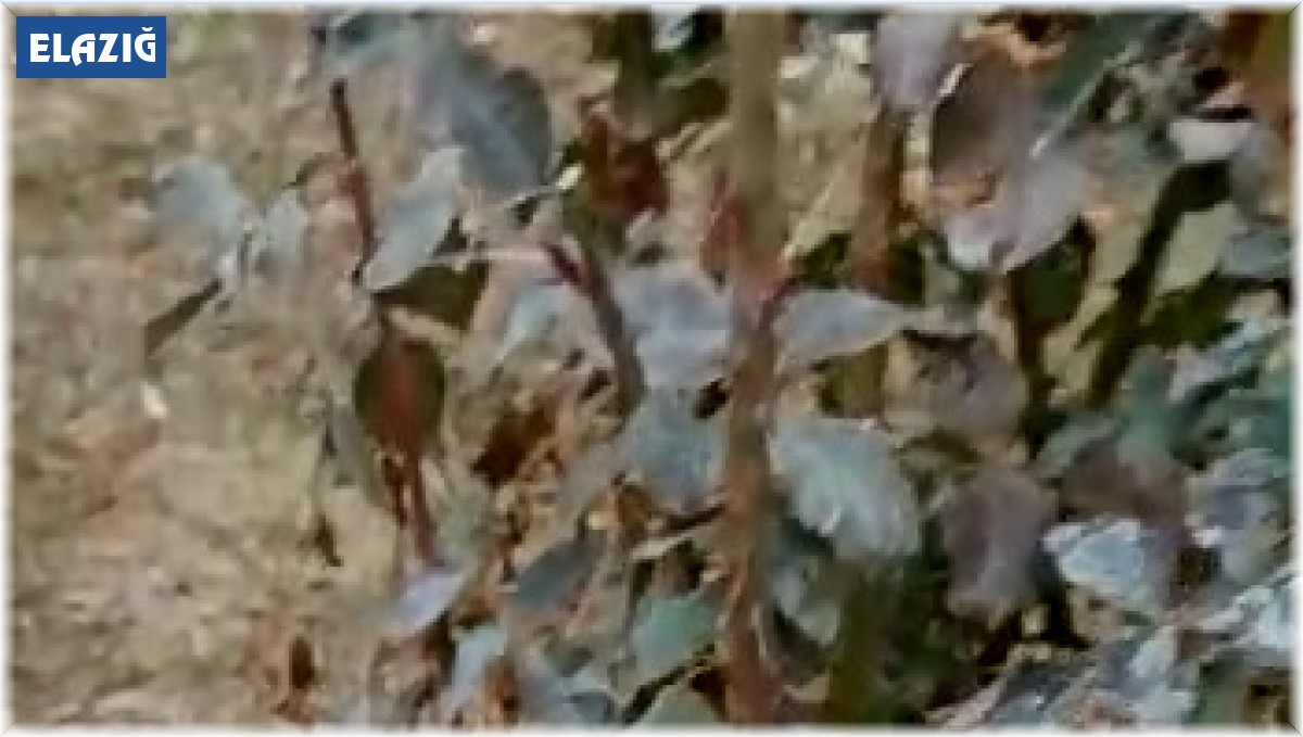 Kış ortasında güller açtı, vatandaşlar şaşırdı